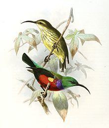 Johanna's sunbird httpsuploadwikimediaorgwikipediacommonsthu