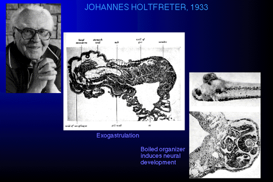 Johannes Holtfreter 11edevbiocomch11wt1103figure2gif