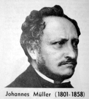 Johannes Peter Müller mullerbiographie