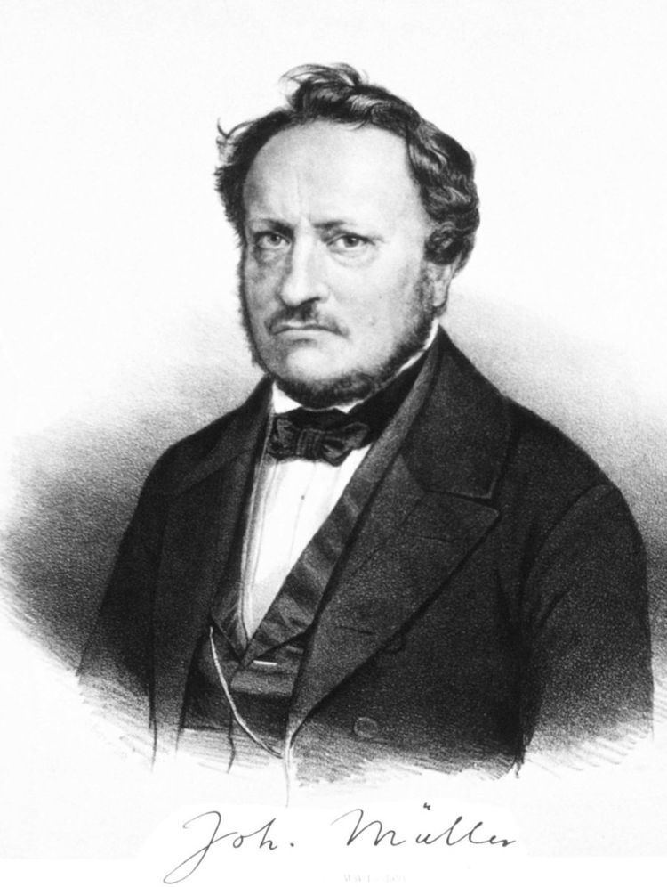 Johannes Peter Muller