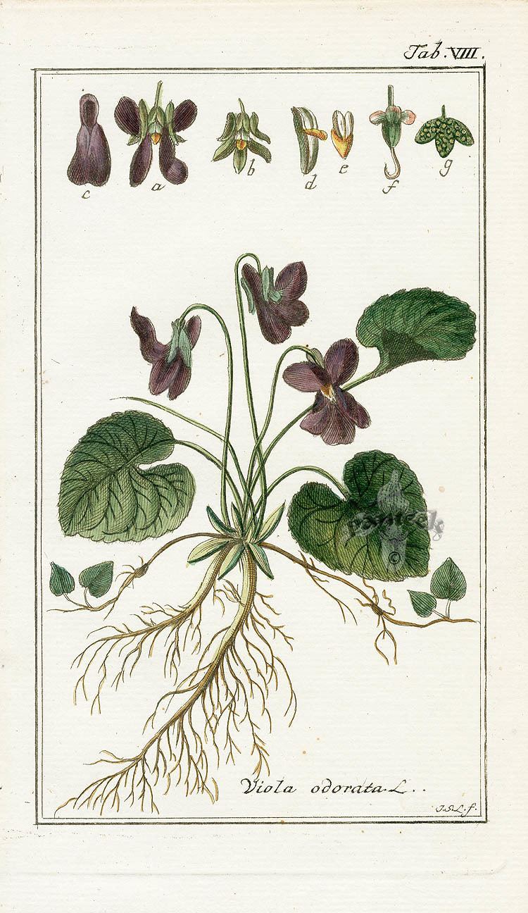 Johannes Zorn alchemologie Botanical Prints by Johannes Zorn