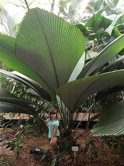 Johannesteijsmannia Johannesteijsmannia altifrons Palmpedia Palm Grower39s Guide