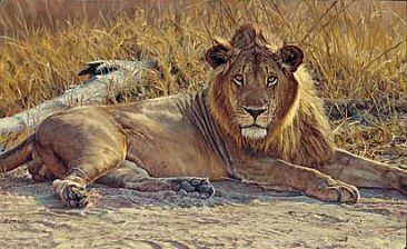 John Banovich John Banovich Wildlife African Wildlife