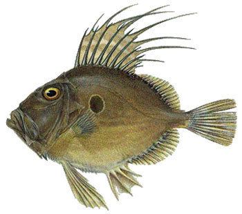 John Dory Encyclopedian Dictionary john dory fish Zenopsis conchifera