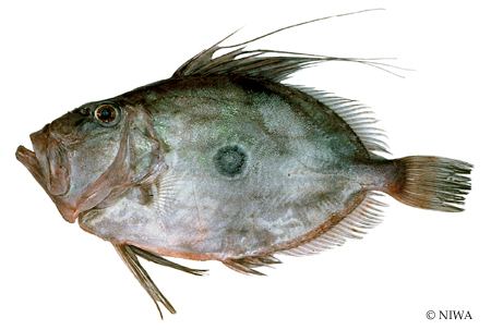 John Dory John Dory Fish Species of New Zealand
