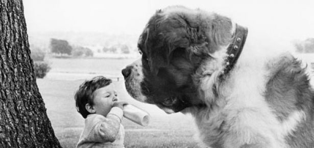 John Drysdale Brit Photographer John Drysdale and His Canine Subjects Modern Dog