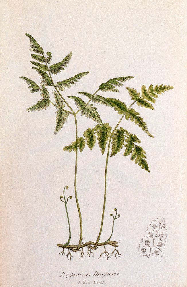 John Edward Sowerby Polypodium dryopteris Art Print by John Edward Sowerby King McGaw
