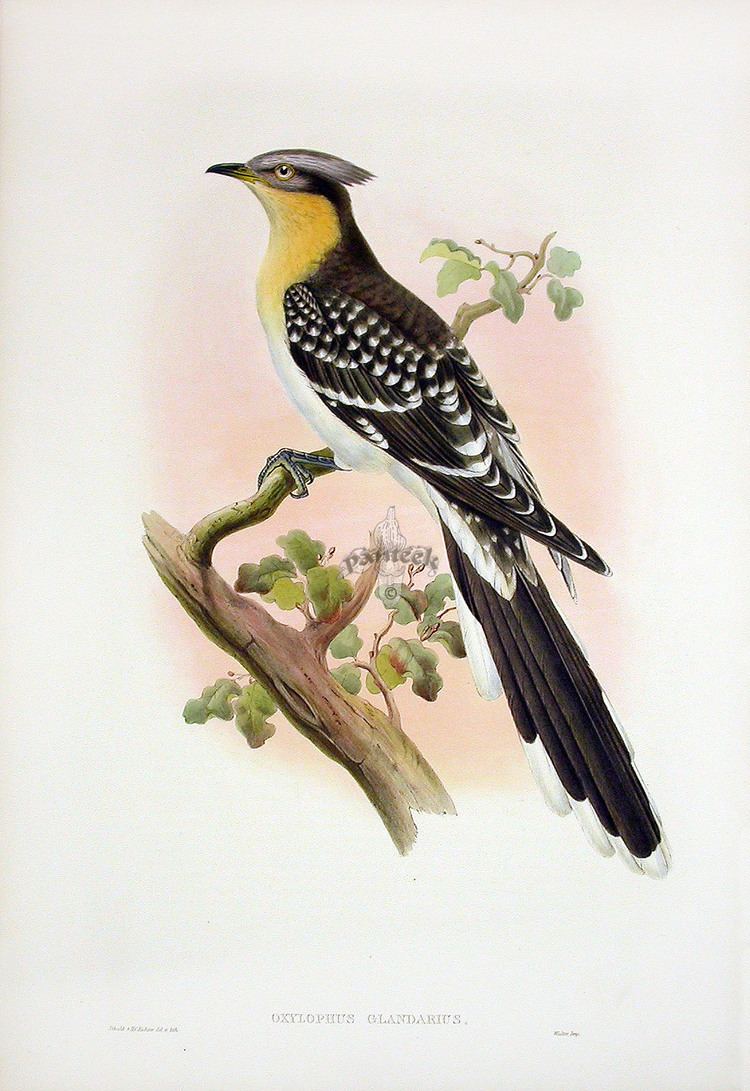 John Gould John Gould Birds of Great Britain 1862