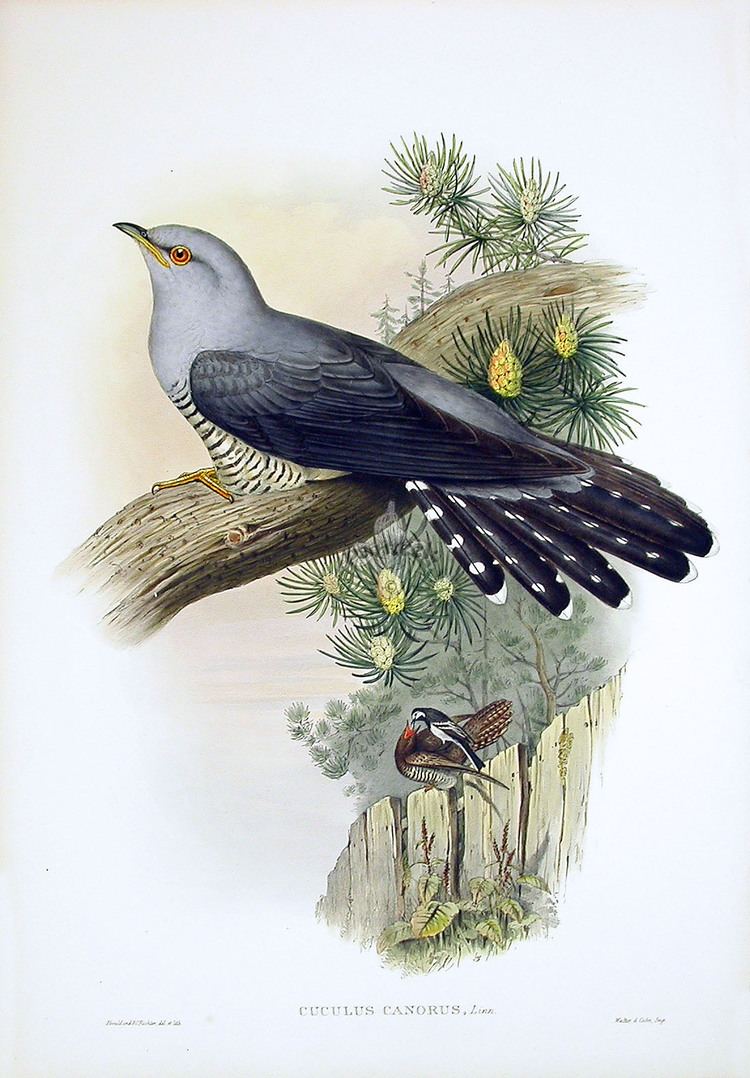 John Gould John Gould Birds of Great Britain 18621873
