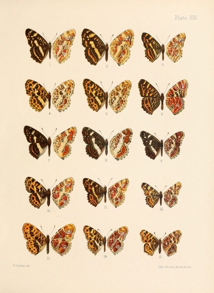 John Henry Leech FileJohn Henry Leech Butterflies from China Japan and Corea