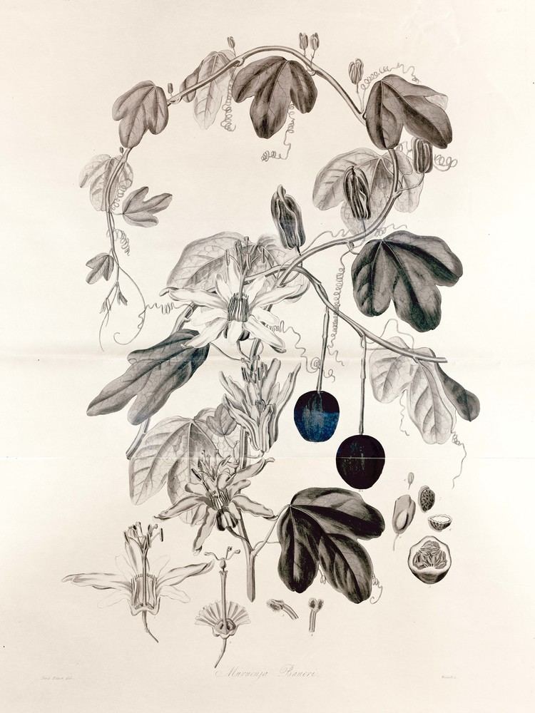 John Lindley File36 Murucuja baueri John Lindley Collectanea botanica 1821