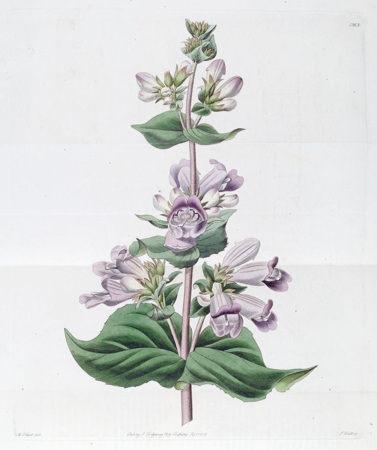 John Lindley 55 best John Lindley 17991865 images on Pinterest Botanical