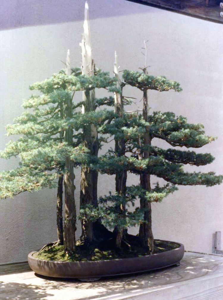 John Naka The Art of Bonsai Project Feature Gallery A Tribute to