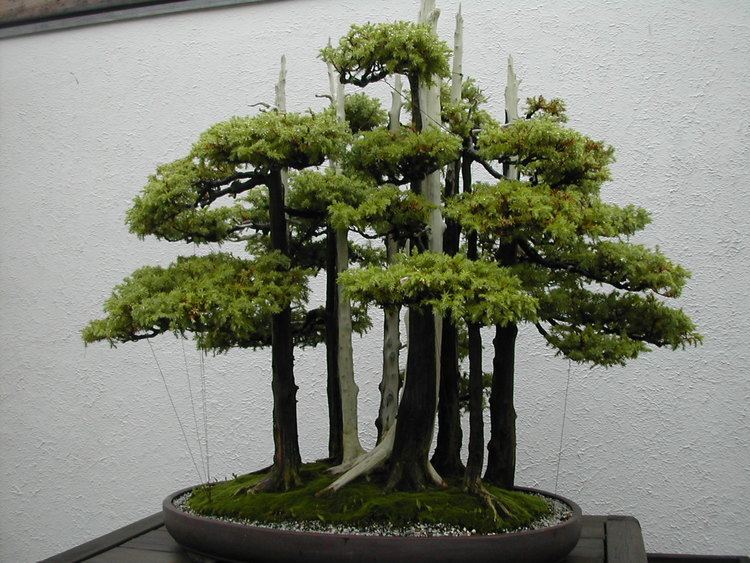 John Naka american bonsai Goshin a famous work by John Naka