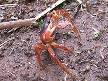 Johngarthia lagostoma httpsuploadwikimediaorgwikipediacommonsthu