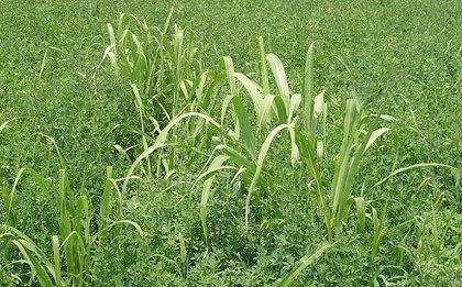 Johnson grass Toxin Topic Johnsongrass Poisoning in Horses TheHorsecom