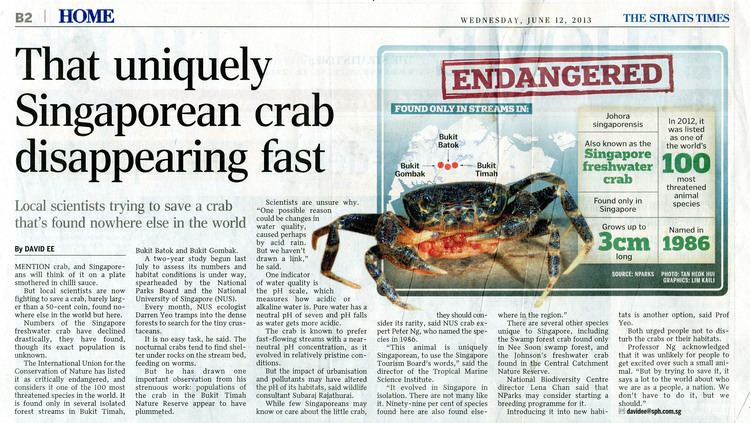 Johora singaporensis That uniquely Singaporean crab disappearing fast Johora