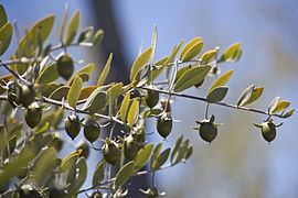 Jojoba httpsuploadwikimediaorgwikipediacommonsthu