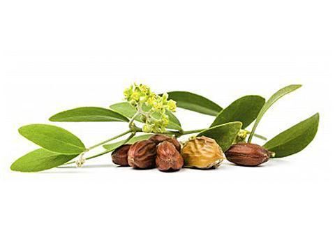 Jojoba Jojoba Oil Products The Jojoba Company Australia