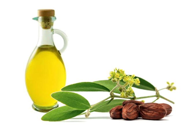 Jojoba oil Jojoba Oil Health Benefits naturalhealthnyou