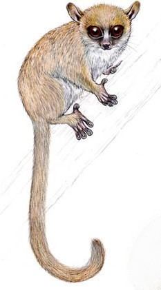 Jolly's mouse lemur httpssmediacacheak0pinimgcomoriginals6f