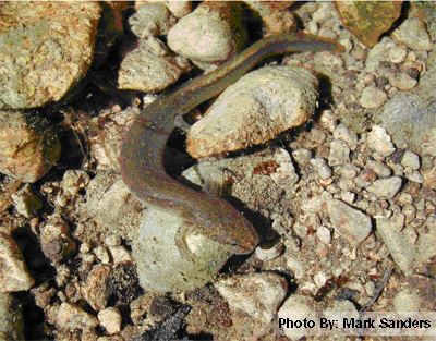 Jollyville Plateau salamander Jollyville Salamander Watershed Protection AustinTexasgov The