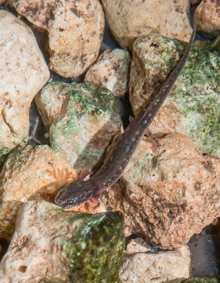 Jollyville Plateau salamander NatureWatch August 2013