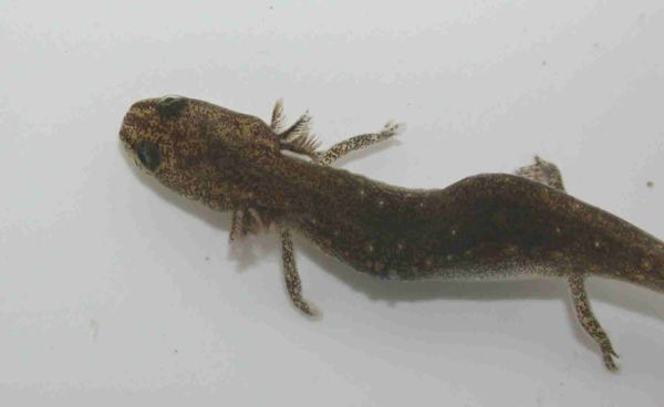 Jollyville Plateau salamander Groups Plan To Sue To Save Salamander WTP4 threatens survival of