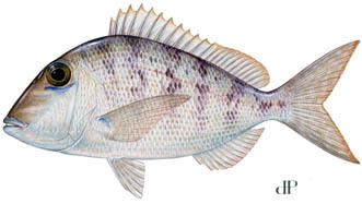 Jolthead porgy ELECTRIC BLUE FISHING JOLTHEAD PORGY