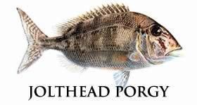 Jolthead porgy Detailed information on the Jolthead Porgy saltwater fish species