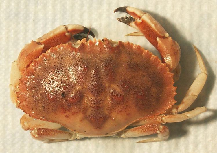 Jonah crab Jonah crabs booming in value as managers seek fishery plan