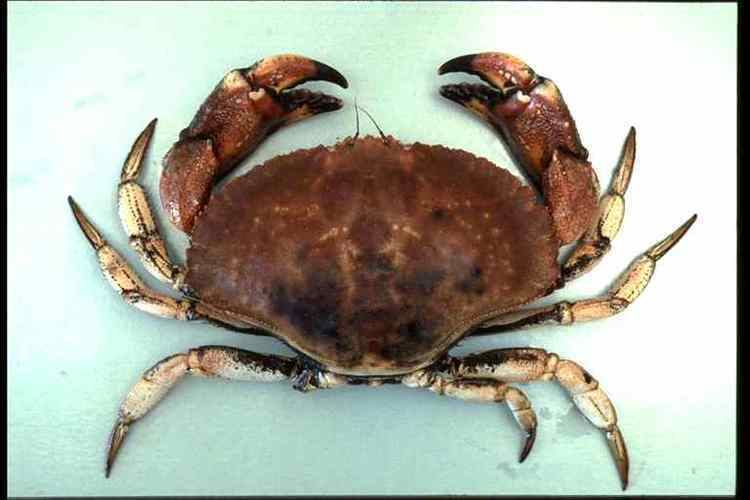 Jonah crab Jonah Crab