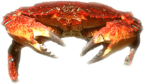 Jonah crab JonahCrabgif
