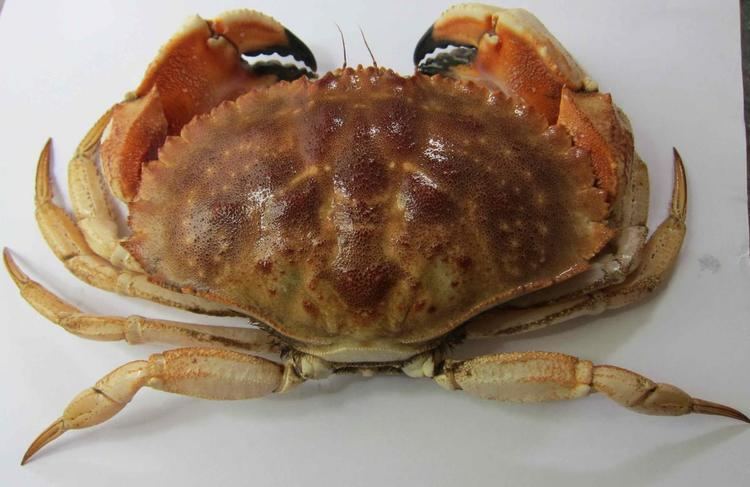 Jonah crab Maine Seafood Dealers Weigh Proposed Jonah Crab Fishery Maine