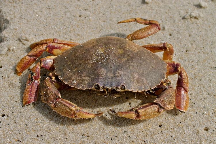 Jonah crab httpsuploadwikimediaorgwikipediacommons00