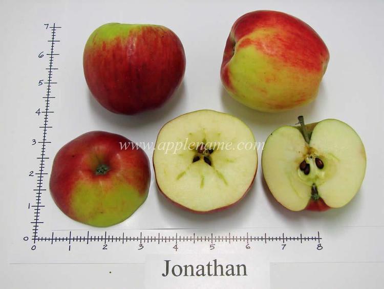 Jonathan (apple) How to identify the Jonathan apple variety