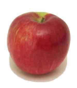 Jonathan (apple) Cook39s Thesaurus Apples