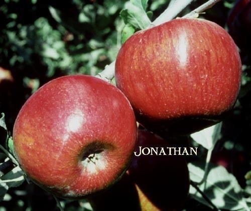 Jonathan (apple) Apple Jonathan TheTreeFarmcom