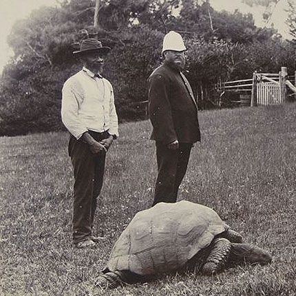 Jonathan (tortoise) httpsuploadwikimediaorgwikipediacommonsee