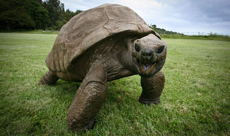 Jonathan (tortoise) Jonathan The Tortoise Photographed In 1902 And Today