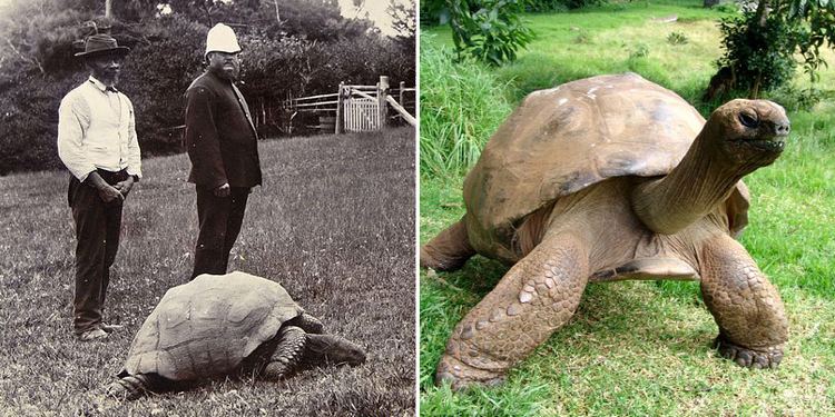 Jonathan (tortoise) Jonathan The Tortoise Photographed In 1902 And Today Bored Panda