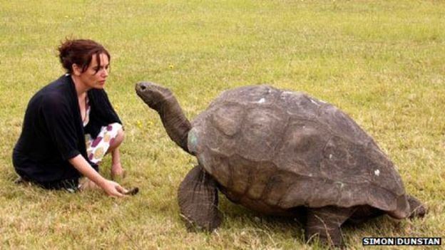 Jonathan (tortoise) Meet Jonathan St Helena39s 182yearold giant tortoise BBC News