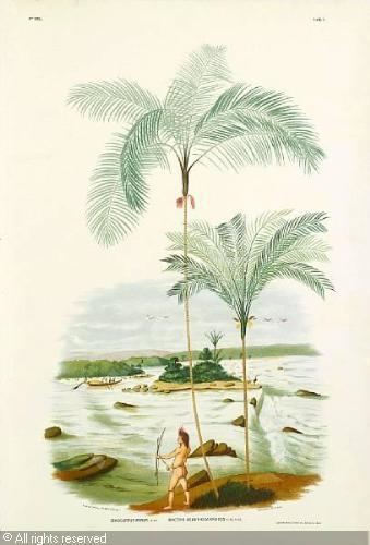 João Barbosa Rodrigues Sertum palmarum Brasiliensium ou relation des palmiers noiveaux du