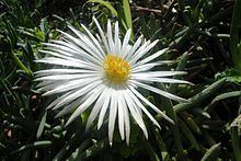 Jordaaniella anemoniflora httpsuploadwikimediaorgwikipediacommonsthu