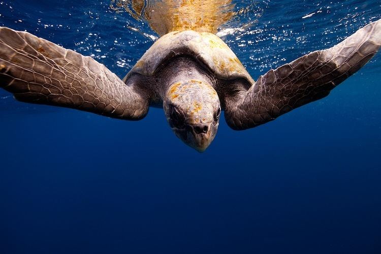 Jorge Cervera Hauser Photographer Jorge Cervera Hauser Captures Sea Creatures