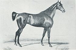 Jorrocks (horse) httpsuploadwikimediaorgwikipediacommonsthu