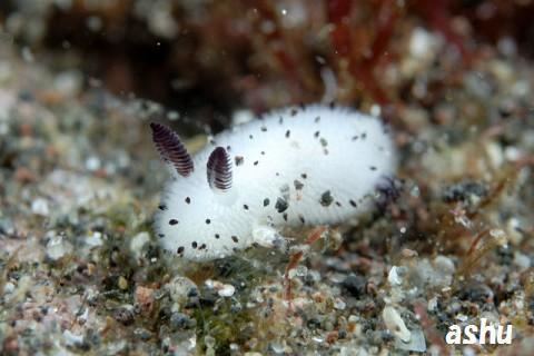 Jorunna bensozia Jorunna Parva the Cutest Sea Slug