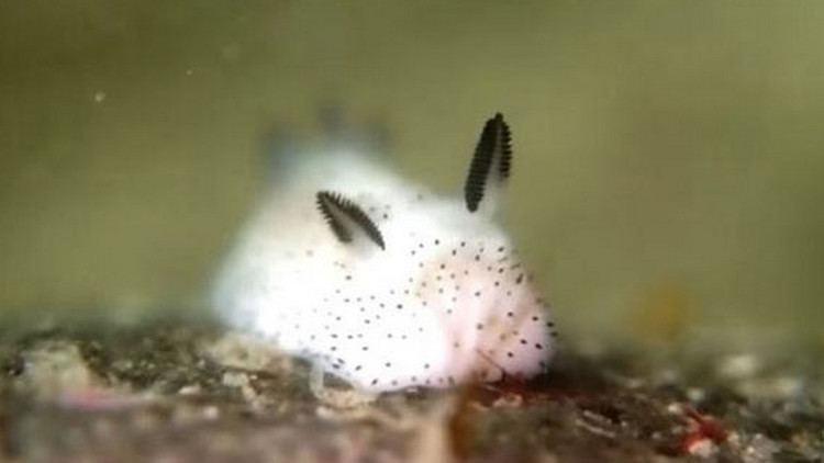 Jorunna World39s cutest slugs look like gooey candy bunnies The Verge