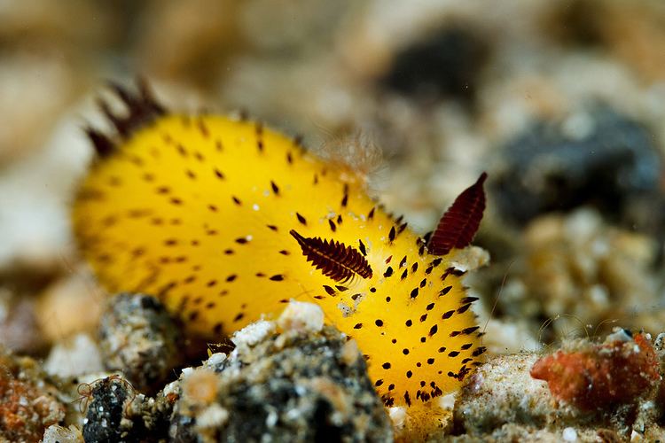 Jorunna parva The Jorunna Parva AKA The bunny slug of the sea Album on Imgur