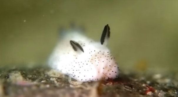 Jorunna parva Sea Bunnies Japan Is Going Crazy About These Furry Sea Slugs